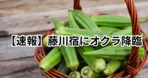【速報】藤川宿にオクラ、降臨。